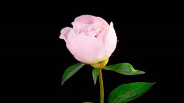 Peony Blossoms. Time Lapse of Opening Beautiful White Peony Flowers on Black Background. 4K.