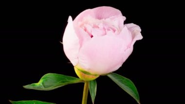 Peony Blossoms. Time Lapse of Opening Beautiful White Peony Flowers on Black Background. 4K.