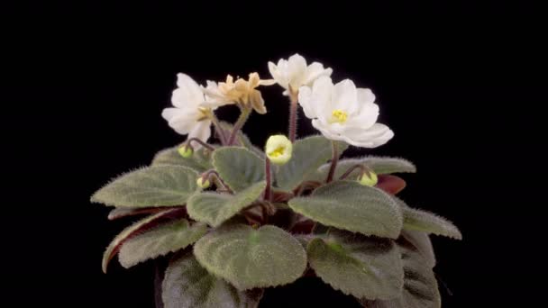 Saintpaulia Blossoms Beautiful Time Lapse Growing Opening White Saintpaulia African — Video Stock