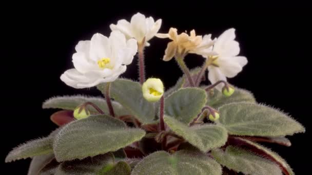 Saintpaulia Blossoms Beautiful Time Lapse Growing Opening White Saintpaulia African — Vídeo de stock