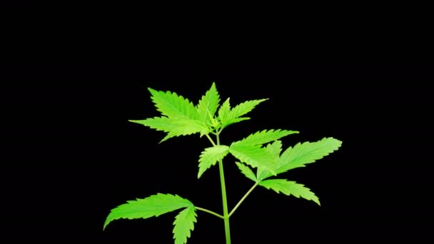 Pianta Marijuana Crescendo Sfondo Nero Time Lapse — Video Stock