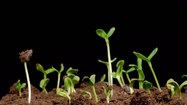 Vacker Tid Förflutit Tillväxt Solrosor Växter Mot Svart Bakgrund — Stockvideo