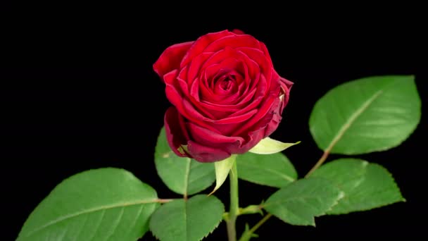 Rose Blossoms Beautiful Time Lapse Blooming Red Rose Flowers Black — Vídeo de stock