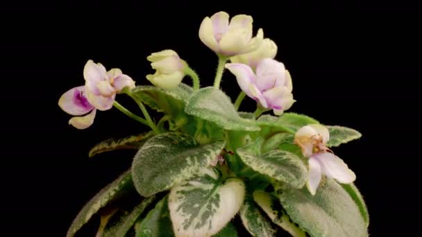 Saintpaulia Çiçekleri Büyüme Beyaz Saintpaulia Afrikalı Violet Siyah Arka Planda — Stok video