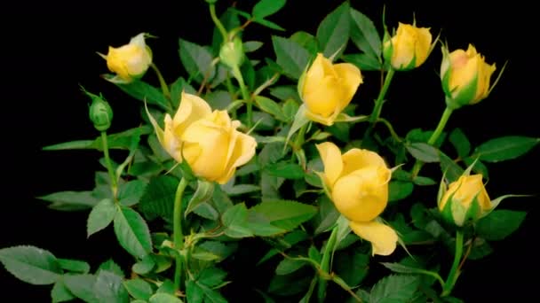 Roses Blossoms Beautiful Time Lapse Opening Yellow Roses Flowers Black — Vídeo de stock
