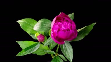 Şakayık çiçekleri. Kara Arkaplanda Güzel Kırmızı Şakayık Çiçekleri Açma Zamanı. 4K.