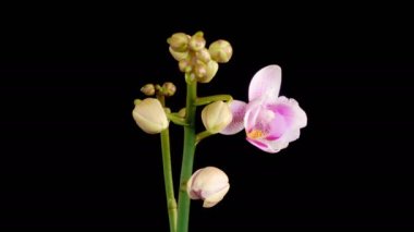 Orchid Blossoms. Opening Beautiful White - Pink Orchid Phalaenopsis Flower on Black Background. Butterfly Orchid. Time Lapse. 4K.