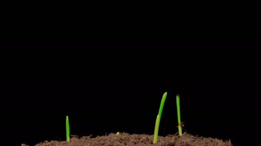 Beautiful Time Lapse of Growth Corn Plants Against a Black Background. 4K.