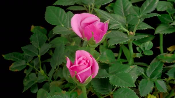 Цвіте Трояндами Прекрасна Пора Відкриття Фіолетових Троянд Чорному Тлі Кілометровий — стокове відео