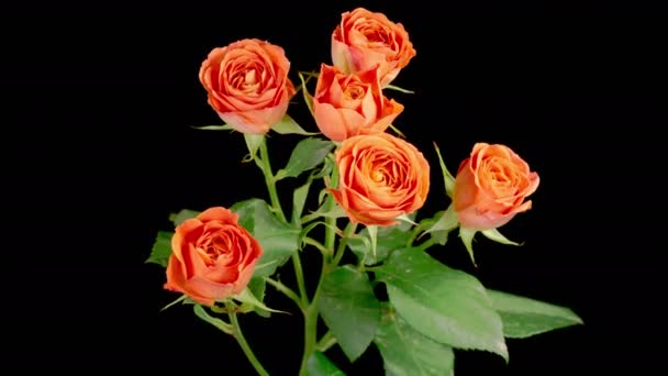 Roses Withering Beautiful Time Lapse Withering Orange Roses Flowers Black — Stockvideo