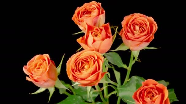 Roses Withering Beautiful Time Lapse Withering Orange Roses Flowers Black — Vídeo de stock