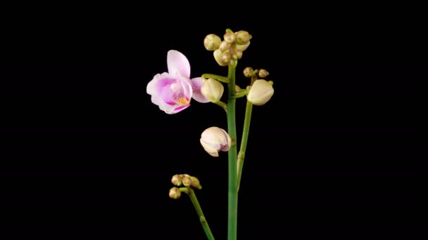 Orchid Blossoms Apertura Hermosa Blanca Pink Orchid Phalaenopsis Flor Sobre — Vídeos de Stock