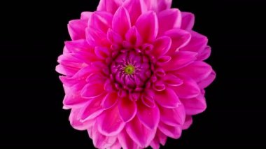 Dahlia Blossoms. Time Lapse of Opening Beautiful Pink Dahlia Flower on Black Background. 4K.