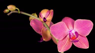 Orchid Blossoms. Blooming Red Orchid Phalaenopsis Flower on Black Background. Time Lapse. 4K.