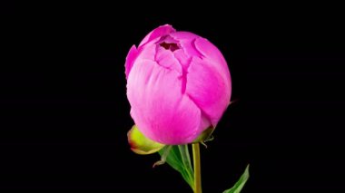 Peony Blossoms. Time Lapse of Opening Beautiful Pink Peony Flowers on Black Background. 4K.
