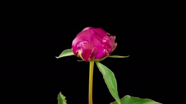 牡丹の花 黒い背景に美しい赤い牡丹の花を開く時間の経過 — ストック動画