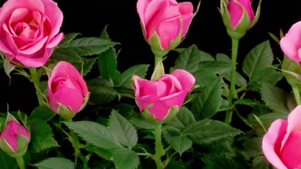 Roses Blossoms Beautiful Time Lapse Opening Purple Roses Flowers Black — Stock video