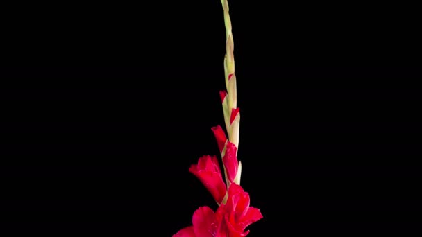 Red Gladiolus Blossoms Beautiful Time Lapse Opening Red Gladiolus Flower — Wideo stockowe