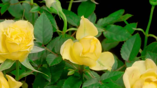 Цветущие Розы Время Появления Желтых Роз Черном Фоне — стоковое видео