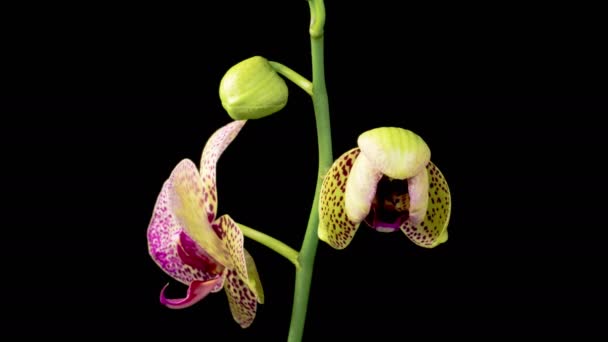 Orchideeënbloesems Bloeiende Geel Roze Orchidee Phalaenopsis Bloem Zwarte Achtergrond Tijd — Stockvideo