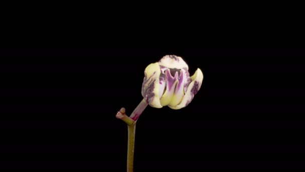 Ανθισμένες Ορχιδέες Ανθισμένη Μαύρη Ορχιδέα Λουλούδι Φαλαινόπασης Μαύρο Φόντο Χρονικό — Αρχείο Βίντεο