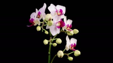 Orkide çiçekleri var. Çiçekli Beyaz Orkide Siyah Arkaplanda Phalaenopsis Çiçeği. Zaman aşımı. Kırmızı Dudak Orkidesi. 4K.