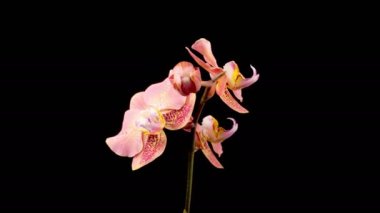 Orkide çiçekleri var. Kara Arkaplanda Güzel Şeftali Orkidesi Phalaenopsis Çiçeği açılıyor. Zaman aşımı. 4K.