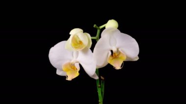 Orkide çiçekleri var. Çiçekli Beyaz Orkide Siyah Arkaplanda Phalaenopsis Çiçeği. Zaman aşımı. 4K.