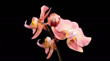 Orkide çiçekleri var. Kara Arkaplanda Güzel Şeftali Orkidesi Phalaenopsis Çiçeği açılıyor. Zaman aşımı. 4K.