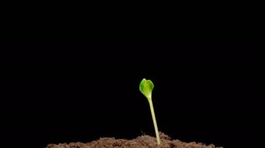 Beautiful Time Lapse of Growth Pumpkin Plants Against a Black Background. 4K.