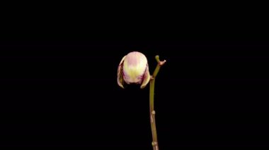 Orchid Blossoms. Blooming Yellow - Magenta Orchid Phalaenopsis Flower on Black Background. Big Bang Orchid. Time Lapse. 4K.