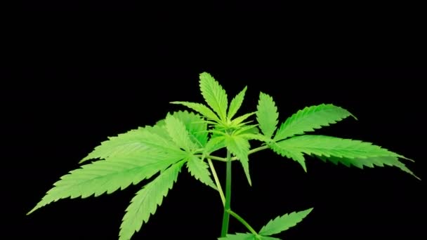 Marijuana Plant Growing Black Background Time Lapse — Vídeo de stock
