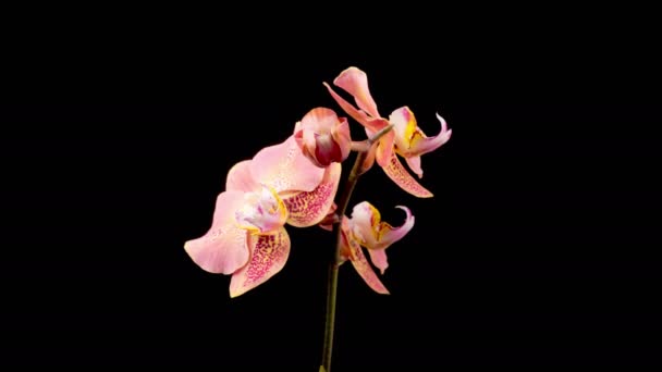 Orchideeënbloesems Opening Mooie Perzik Orchidee Phalaenopsis Bloem Zwarte Achtergrond Tijd — Stockvideo