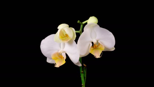 Orchid Blossoms Blooming White Orchid Phalaenopsis Flower Black Background Time — стокове відео