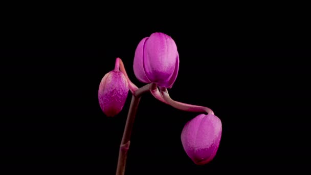 Orchid Blossoms Blooming Purple Orchid Phalaenopsis Flower Black Background Time — Vídeo de stock