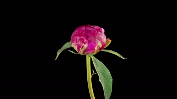 Peony Blossoms Time Lapse Opening Beautiful Red Peony Flowers Black — Wideo stockowe