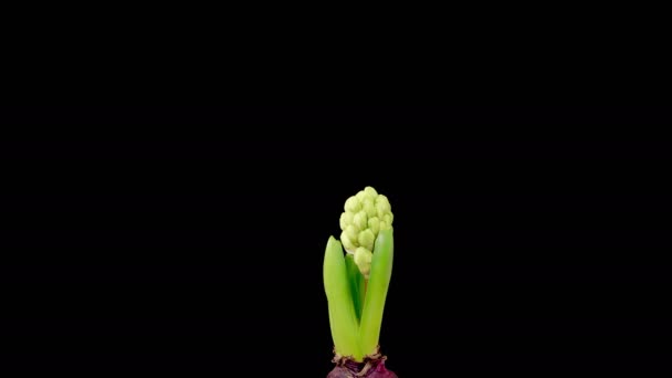 Hyacinth Blossoms Pink Hyacinth Flower Blooming Black Background Time Lapse — Stock Video
