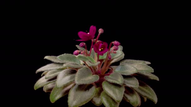 Saintpaulia Fleurit Belle Laps Temps Croissance Ouverture Violette Africaine Saintpaulia — Video