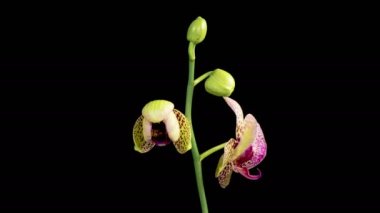 Orkide çiçekleri var. Çiçek açan Sarı - Siyah Arkaplanda Pembe Orkide Phalaenopsis Çiçeği. Zaman aşımı. 4K.