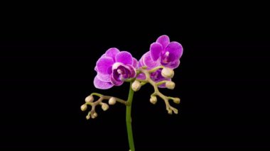 Orkide çiçekleri var. Kara Arkaplan 'da çiçek açan mor orkide falaenopsis çiçeği. Mor Kraliçe. Zaman aşımı. 4K.
