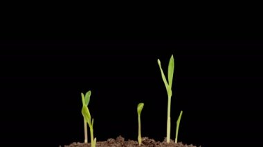 Beautiful Time Lapse of Growth Corn Plants Against a Black Background. 4K.