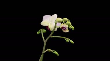 Orkide çiçekleri var. Çiçekli Beyaz Orkide Siyah Arkaplanda Phalaenopsis Çiçeği. Zaman aşımı. Kırmızı Dudak Orkidesi. 4K.