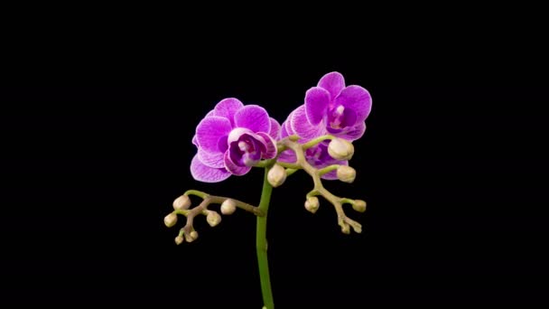 Orchid Blossoms Blooming Purple Orchid Phalaenopsis Flower Black Background Purple — Stockvideo