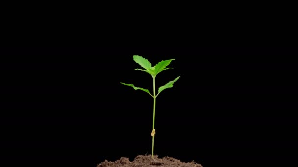 Marijuana Plant Growing Black Background Time Lapse — Stok Video