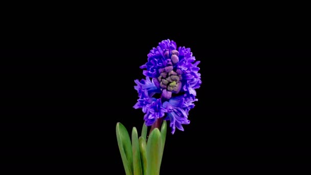 Hyacint Blossoms Blå Hyacint Blomma Blommar Svart Bakgrund Tidsförskjutning — Stockvideo