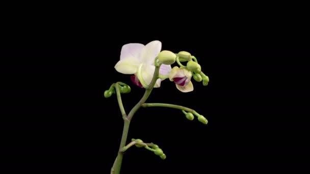 Orchid Blossoms Blooming White Orchid Phalaenopsis Flower Black Background Time — 비디오