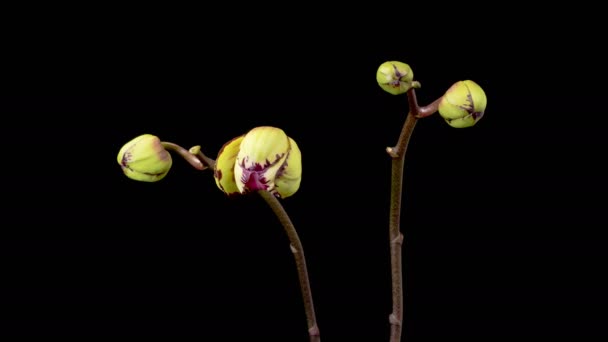 Цветущие Орхидеи Цветущий Желтый Пурпурный Цветок Орхидеи Phalaenopsis Черном Фоне — стоковое видео