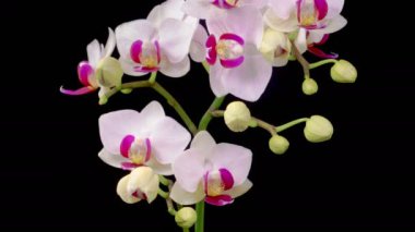 Orchid Blossoms. Blooming White Orchid Phalaenopsis Flower on Black Background. Time Lapse. Red Lip Orchid. 4K.