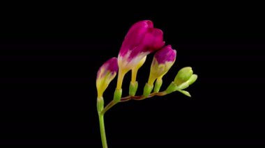 Kızıl Frezya Çiçekleri. Kızıl Frezya 'nın Güzel Zaman Hızı Çiçek Açma ve Siyah Arkaplanda Solgunlaşanlar. 4K.