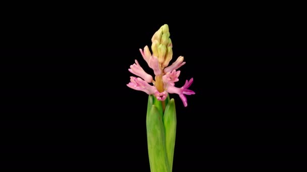Ανθισμένα Υάκινθος Ροζ Υάκινθος Λουλούδι Ανθίζει Μαύρο Φόντο Χρονικό Όριο — Αρχείο Βίντεο